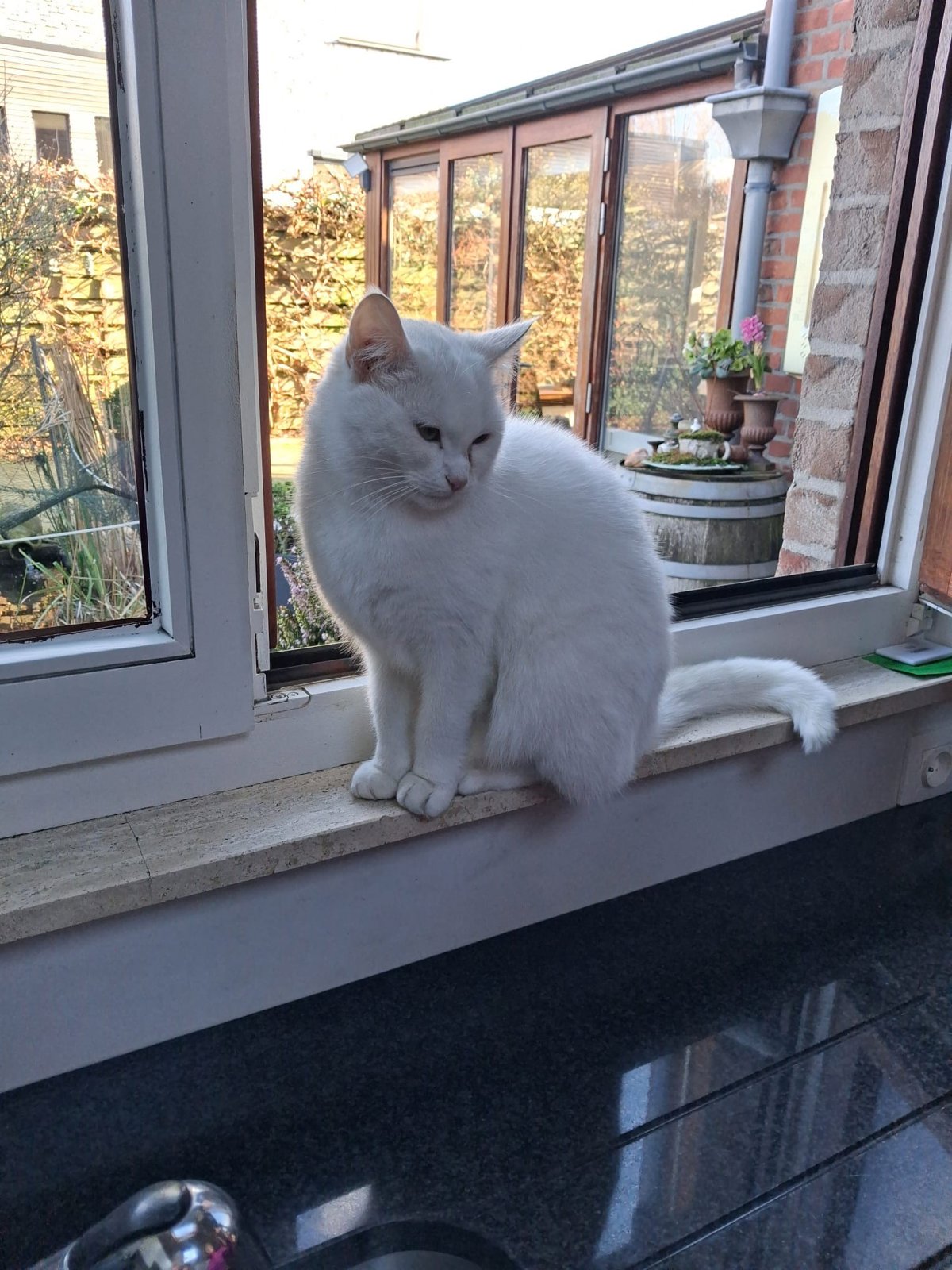 foto van kat
