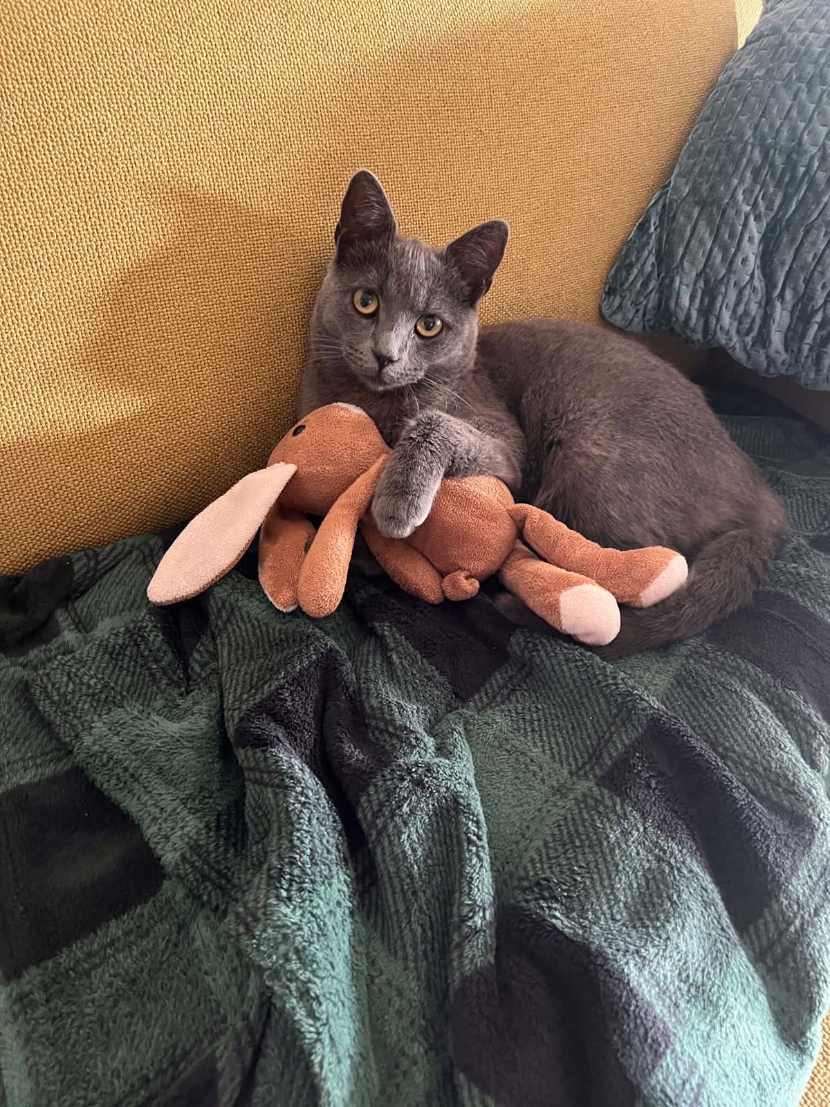 foto van kat