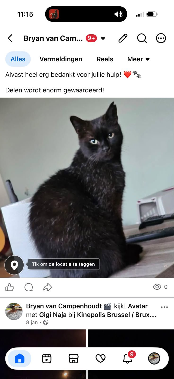 foto van kat