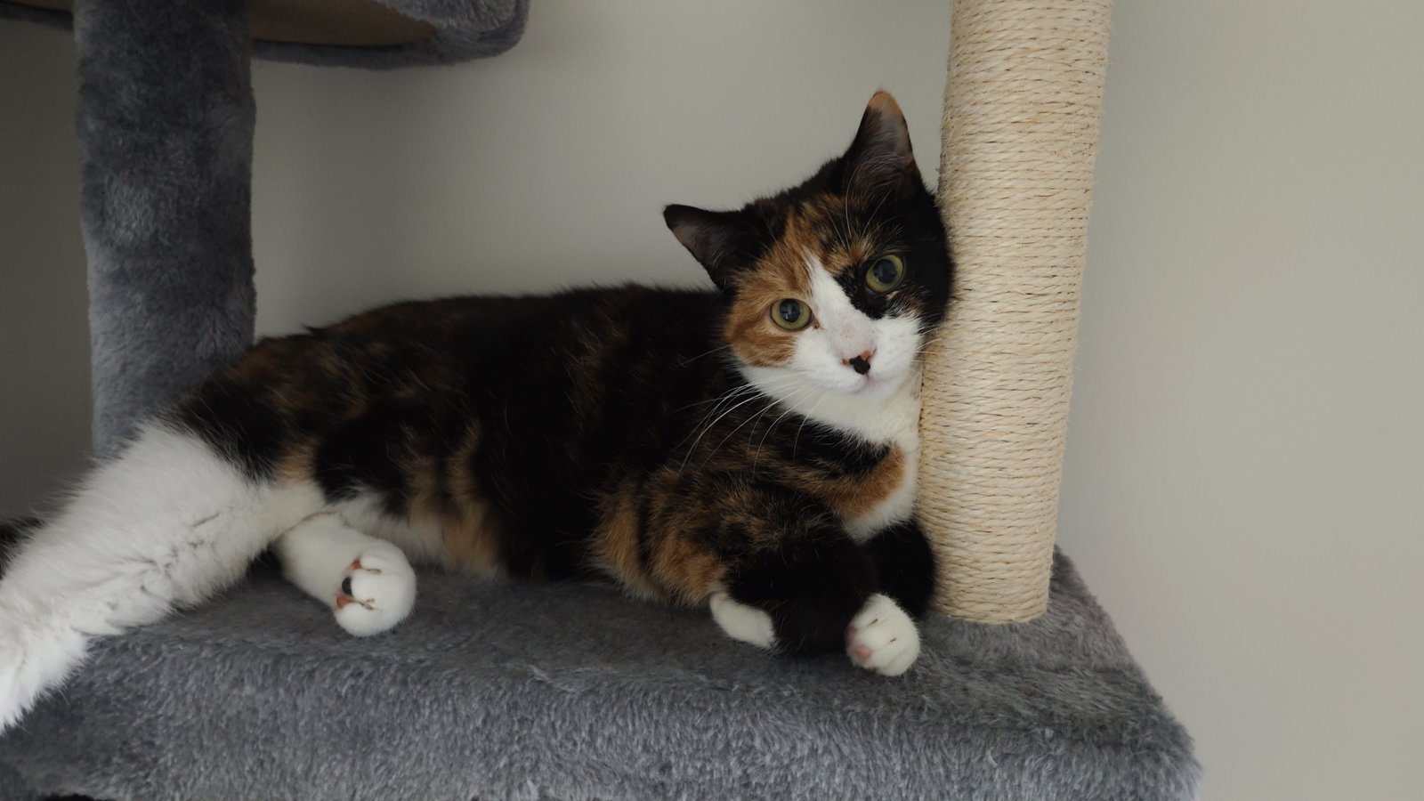 foto van kat
