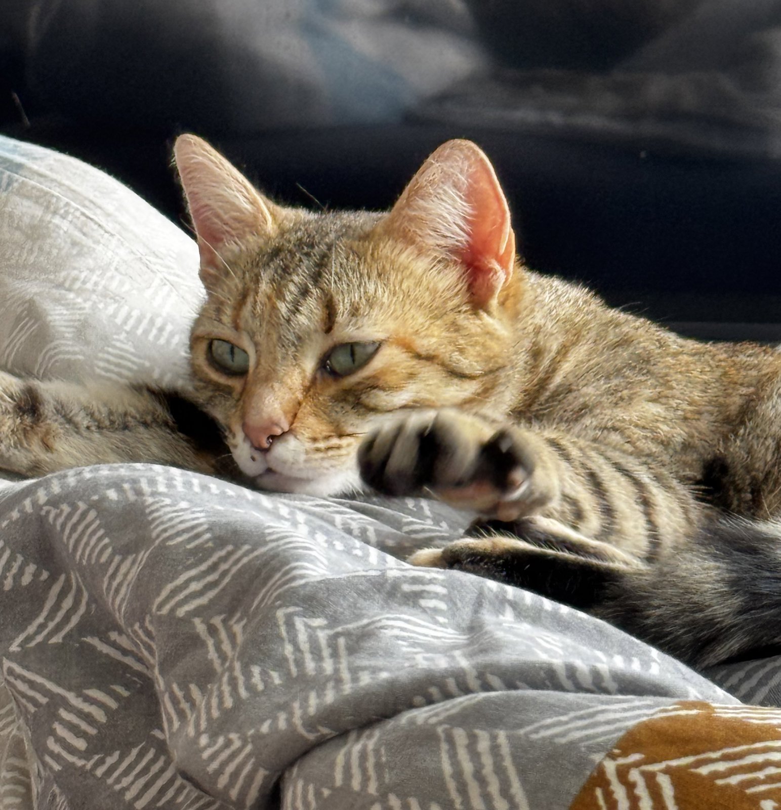 foto van kat