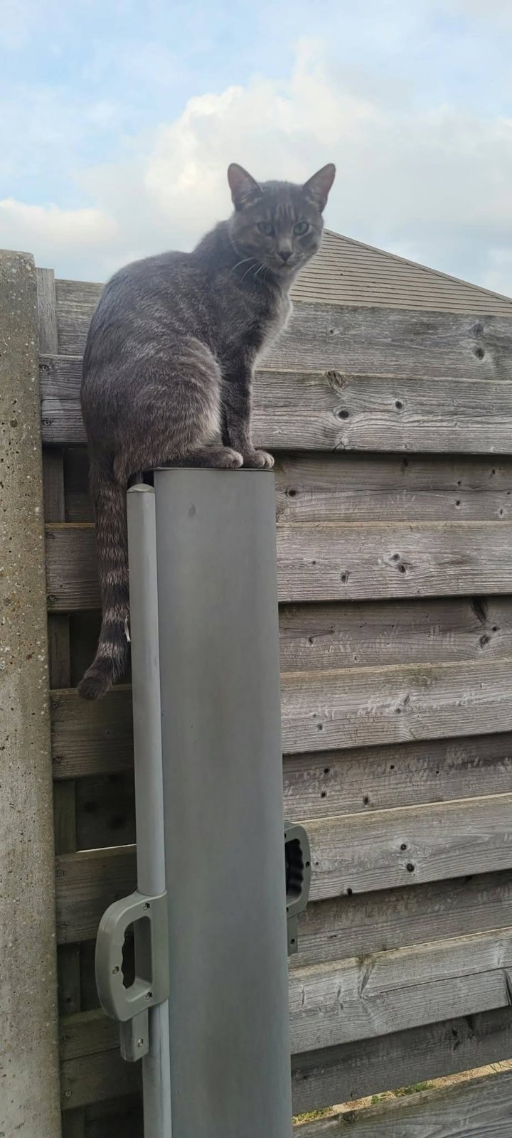 foto van kat