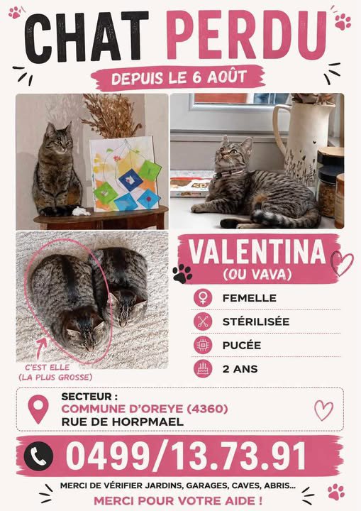 foto van kat