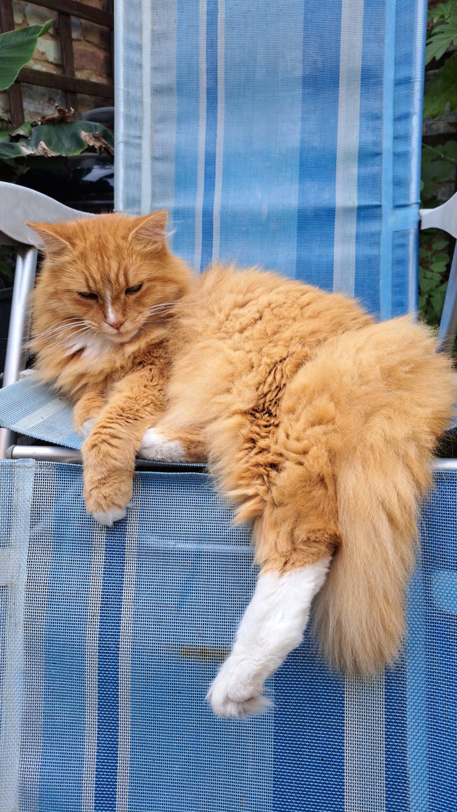 foto van kat