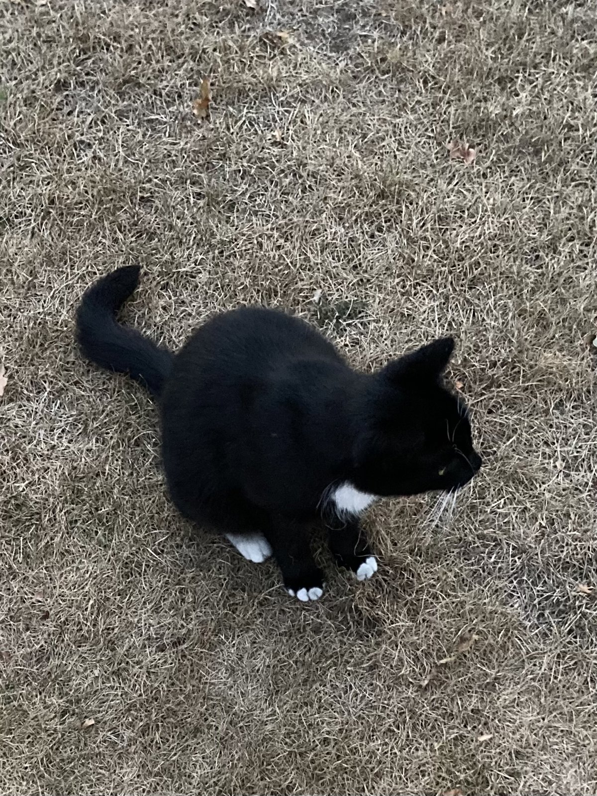 foto van kat