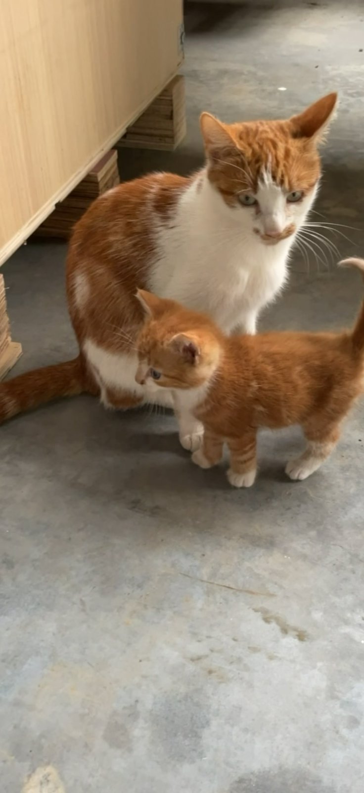 foto van kat