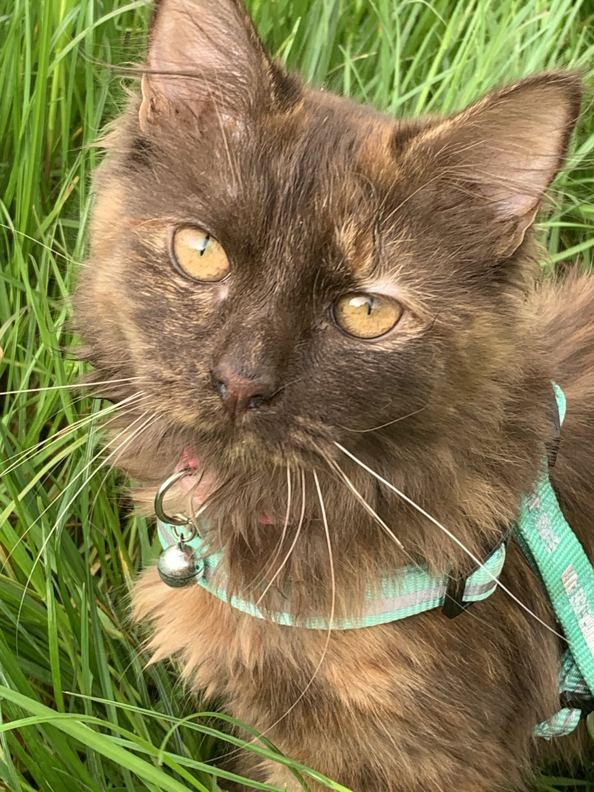 foto van kat