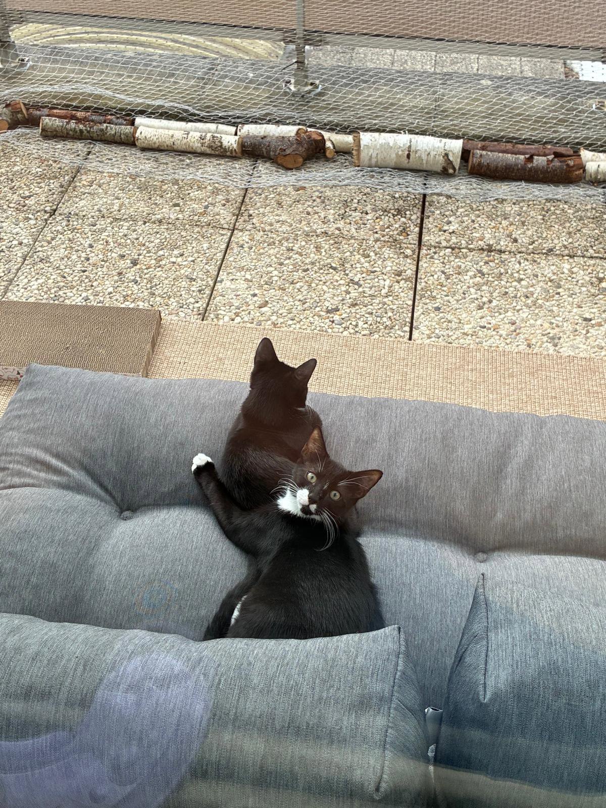 foto van kat