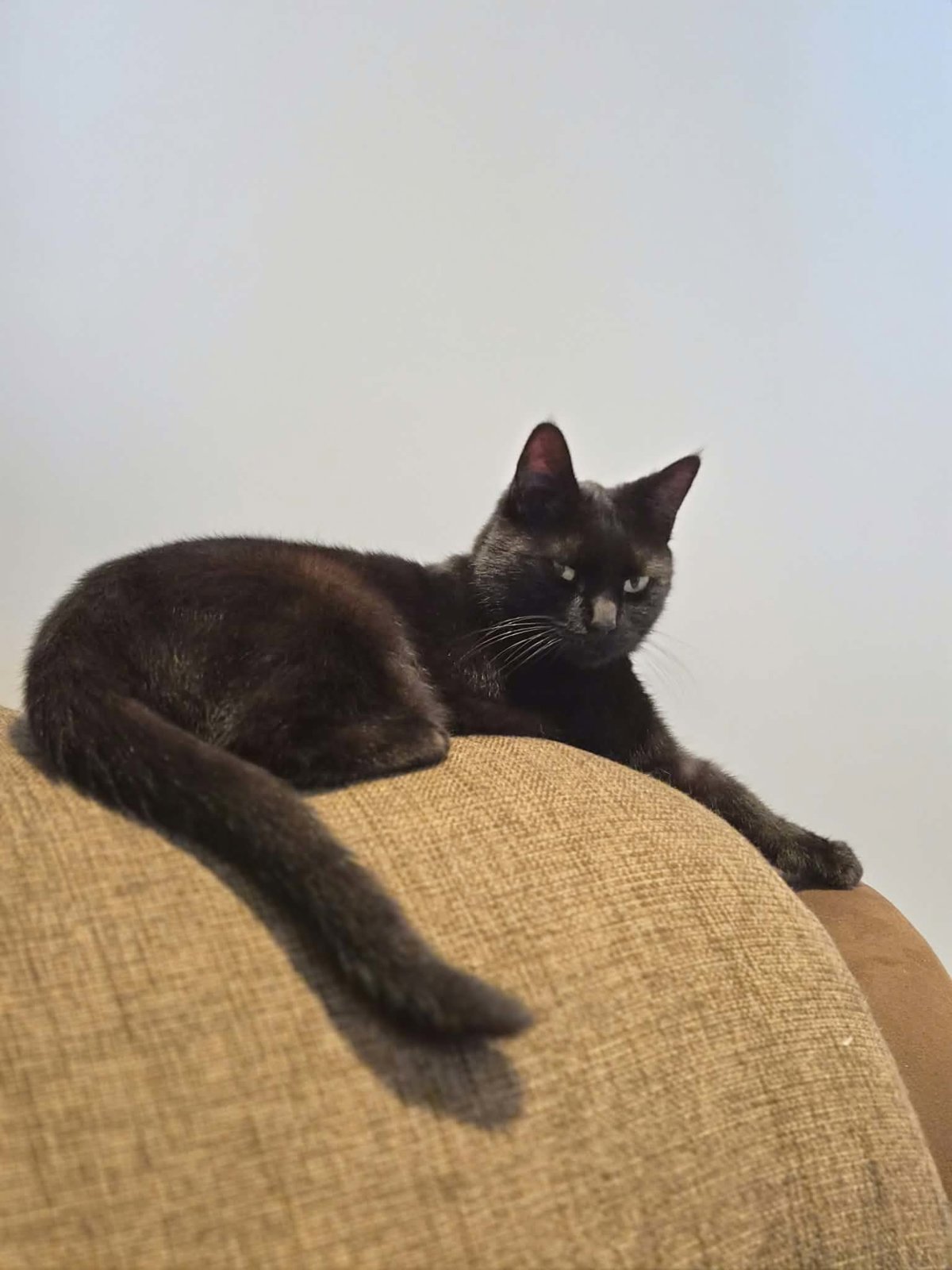 photo du chat