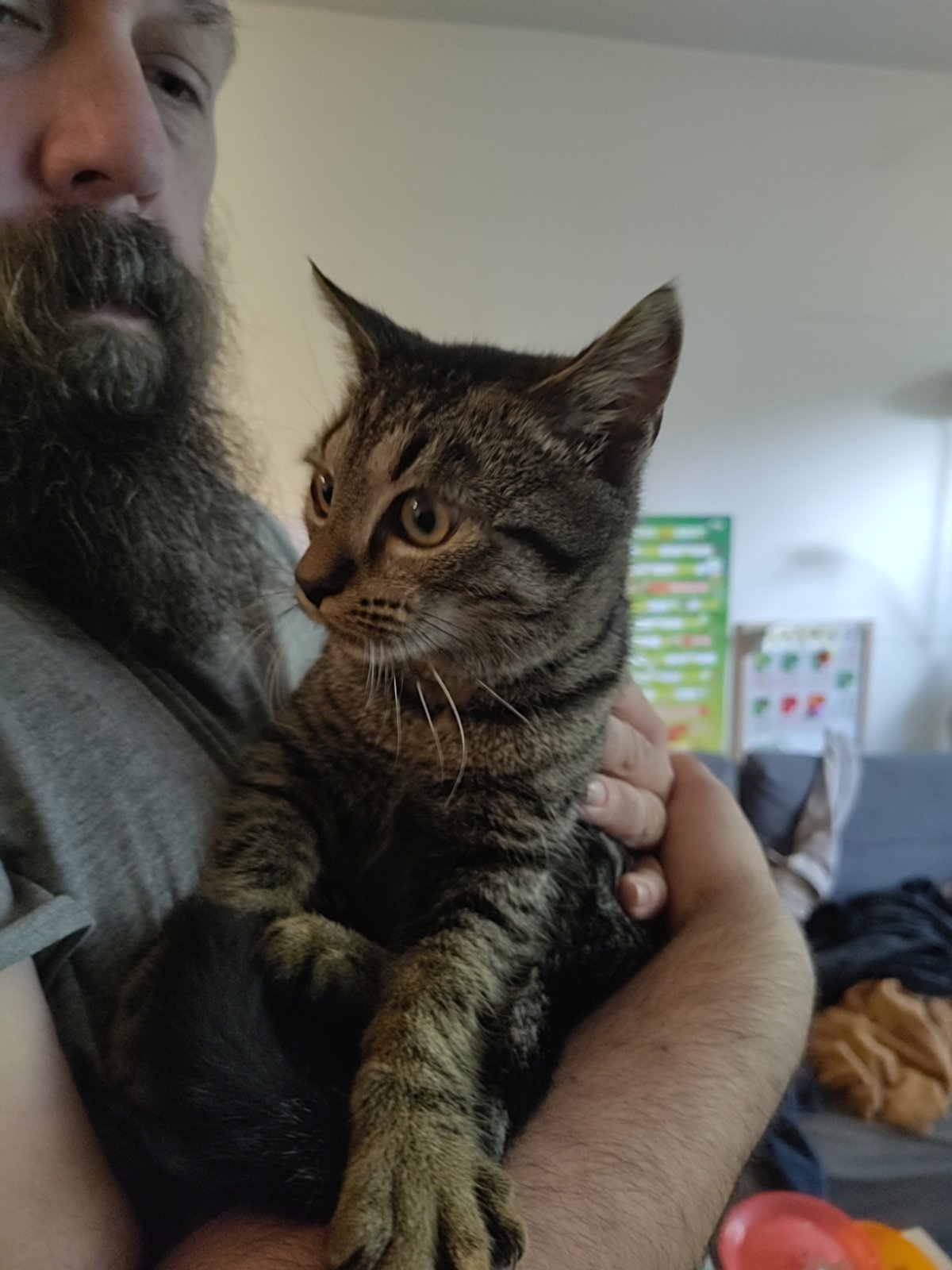 foto van kat