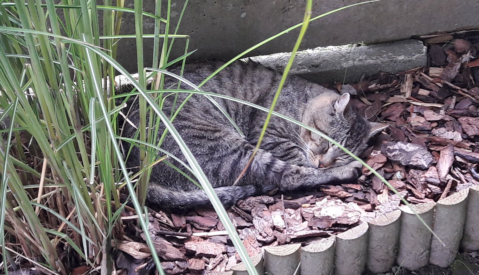 foto van kat