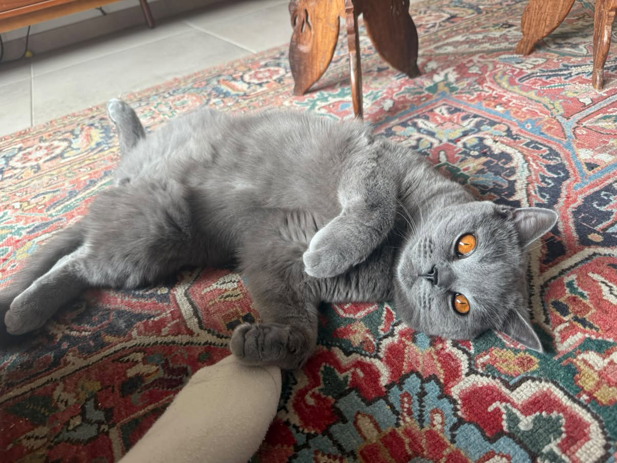 foto van kat