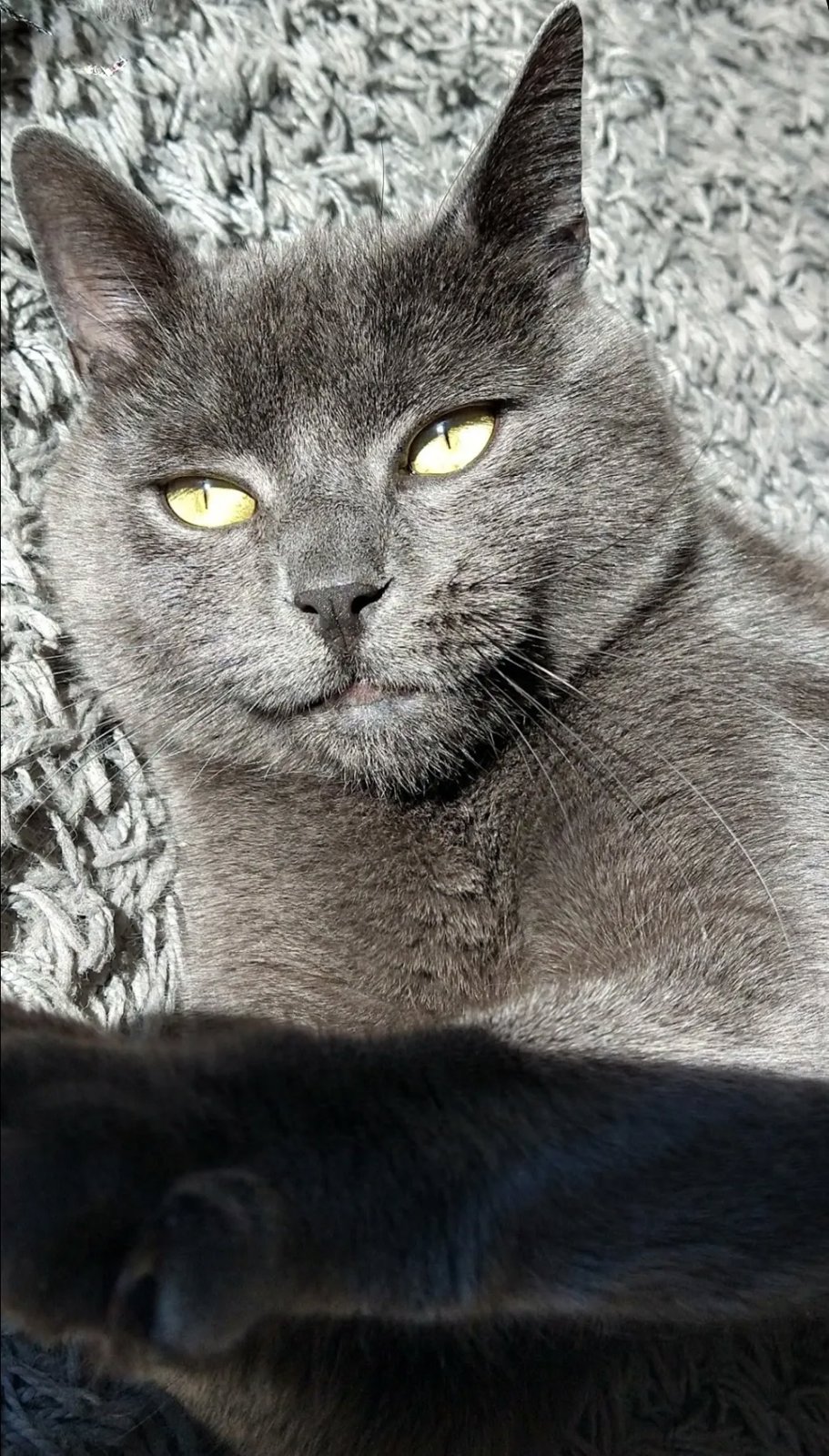 foto van kat