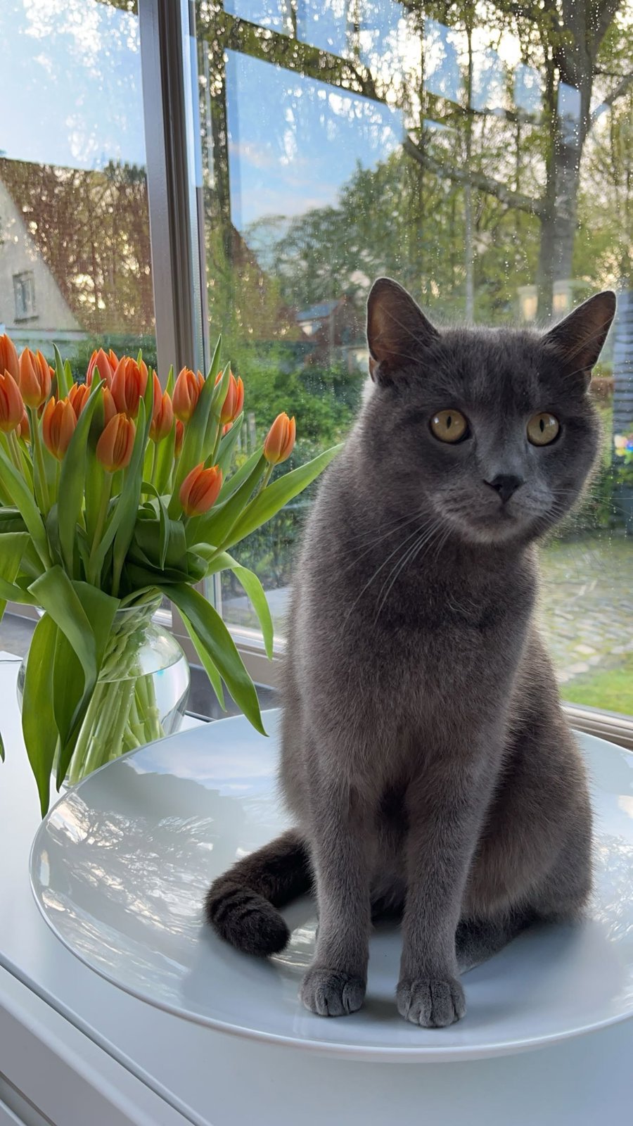 foto van kat