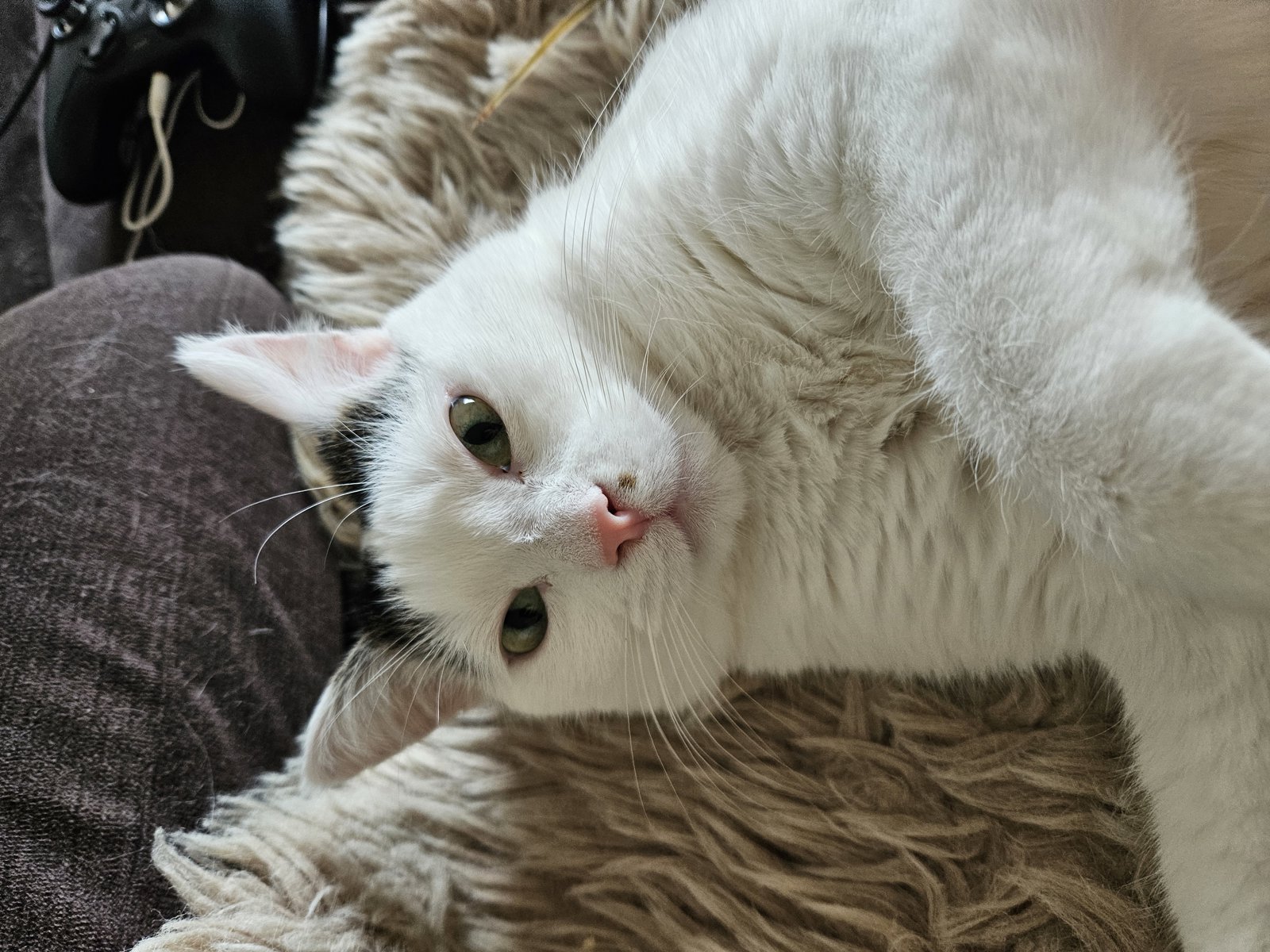 foto van kat