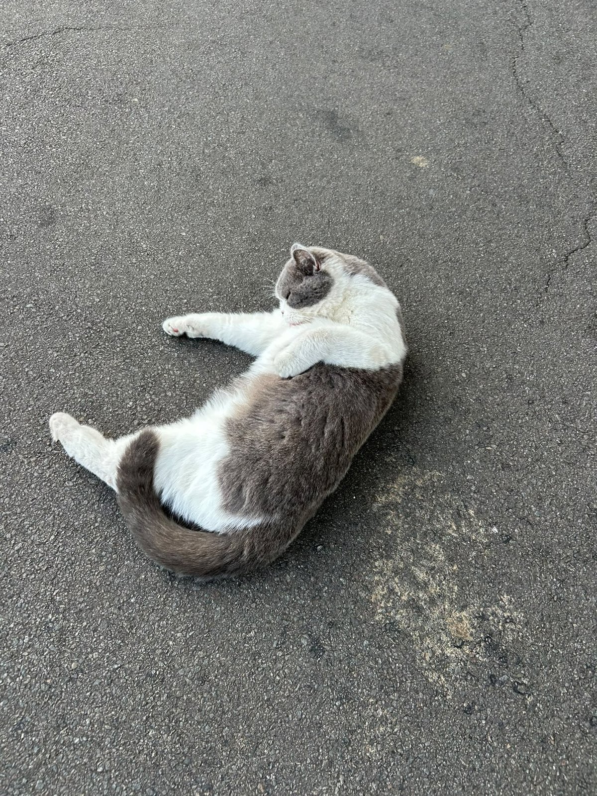 foto van kat