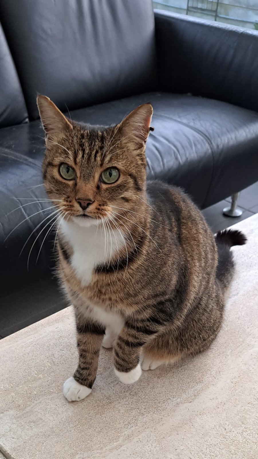 foto van kat