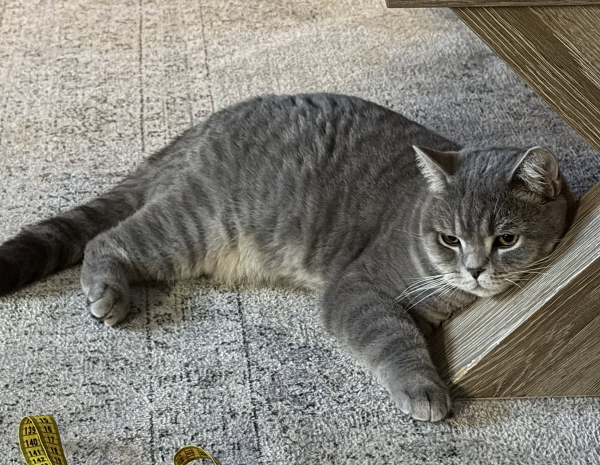 foto van kat