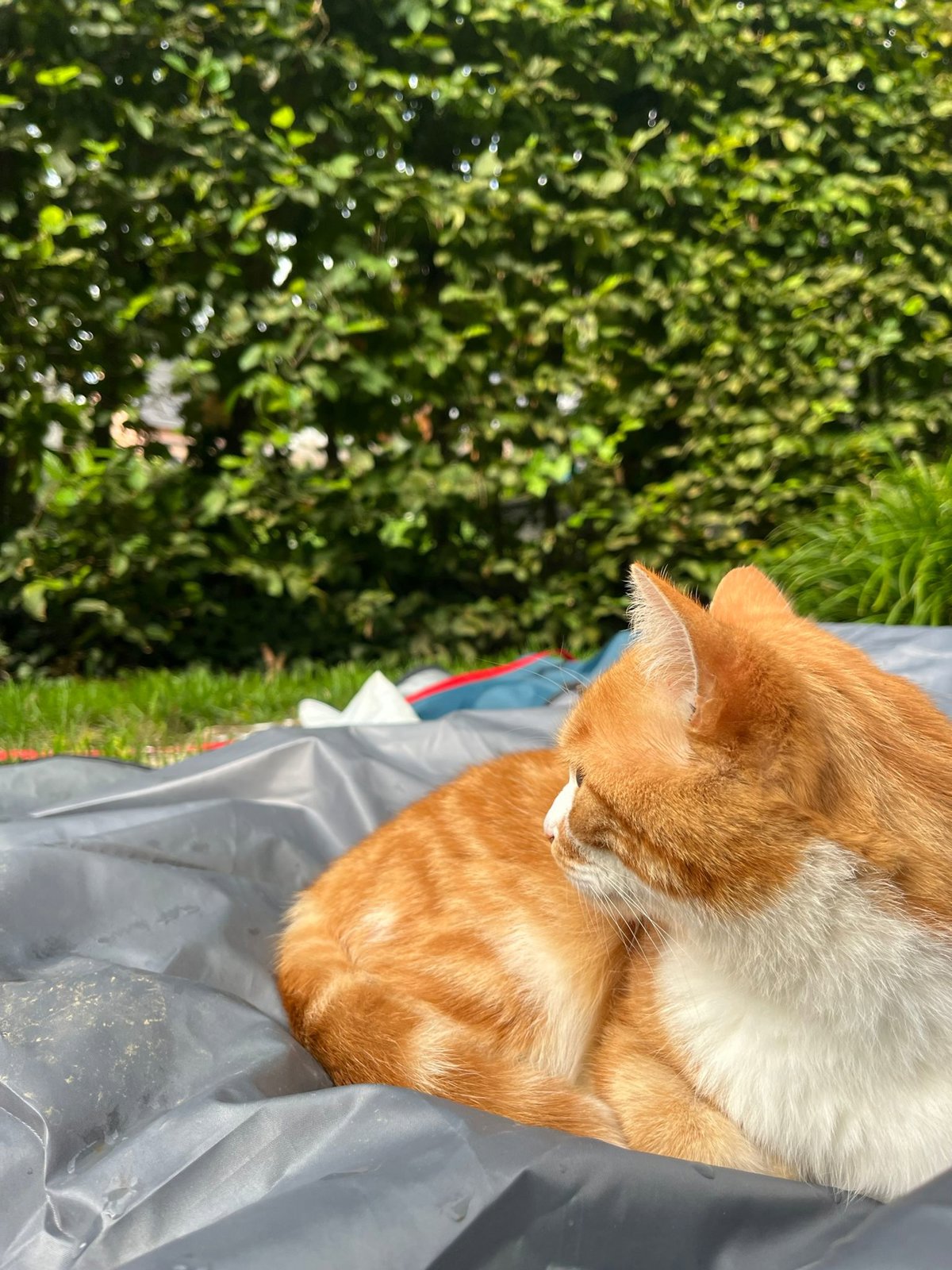 foto van kat