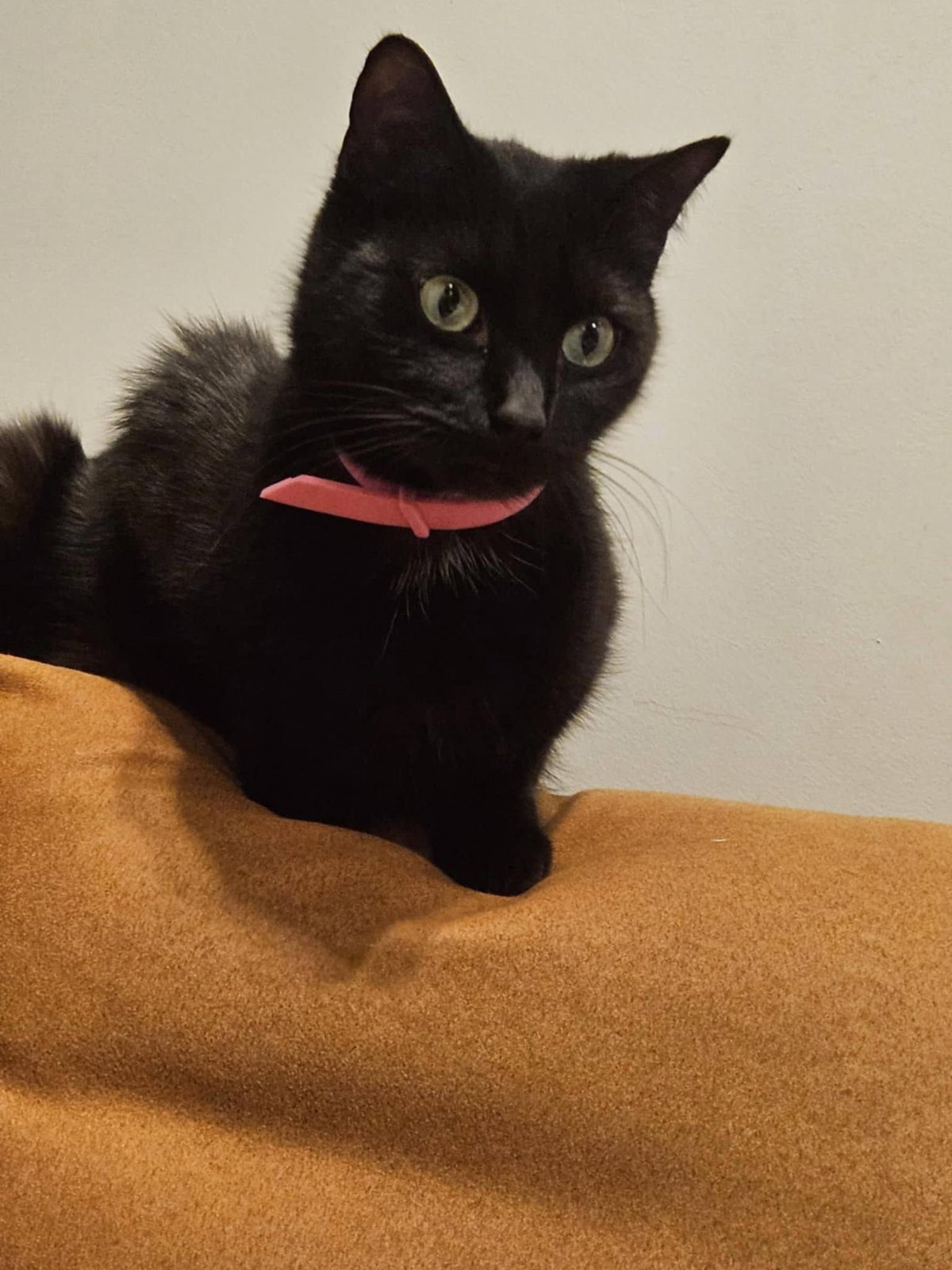 foto van kat
