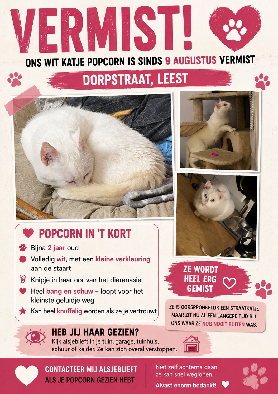 foto van kat