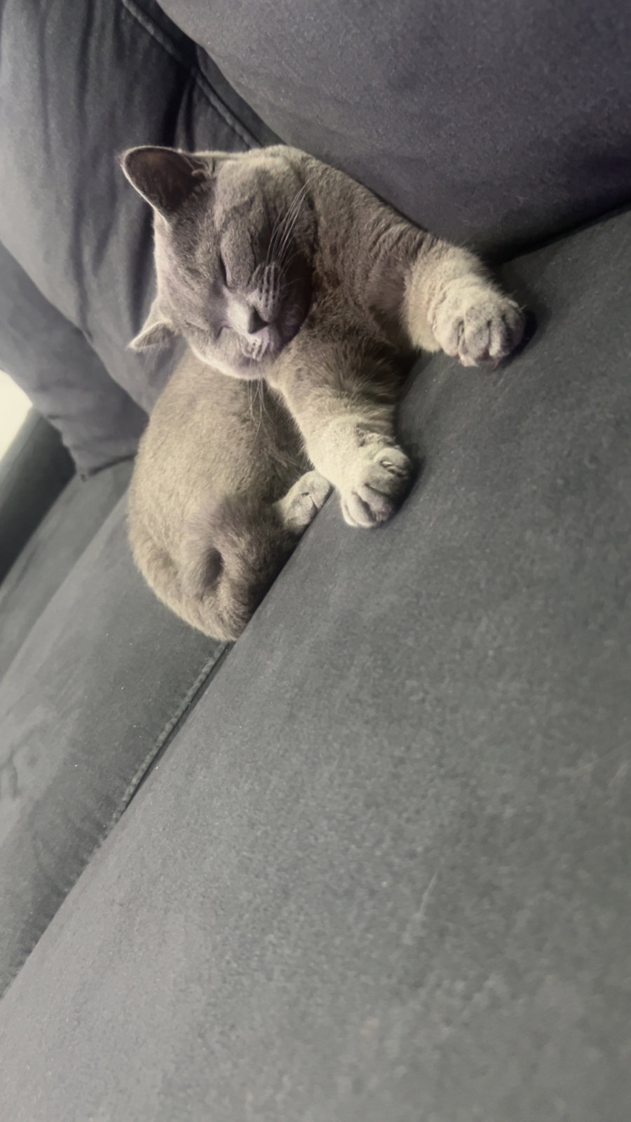 foto van kat