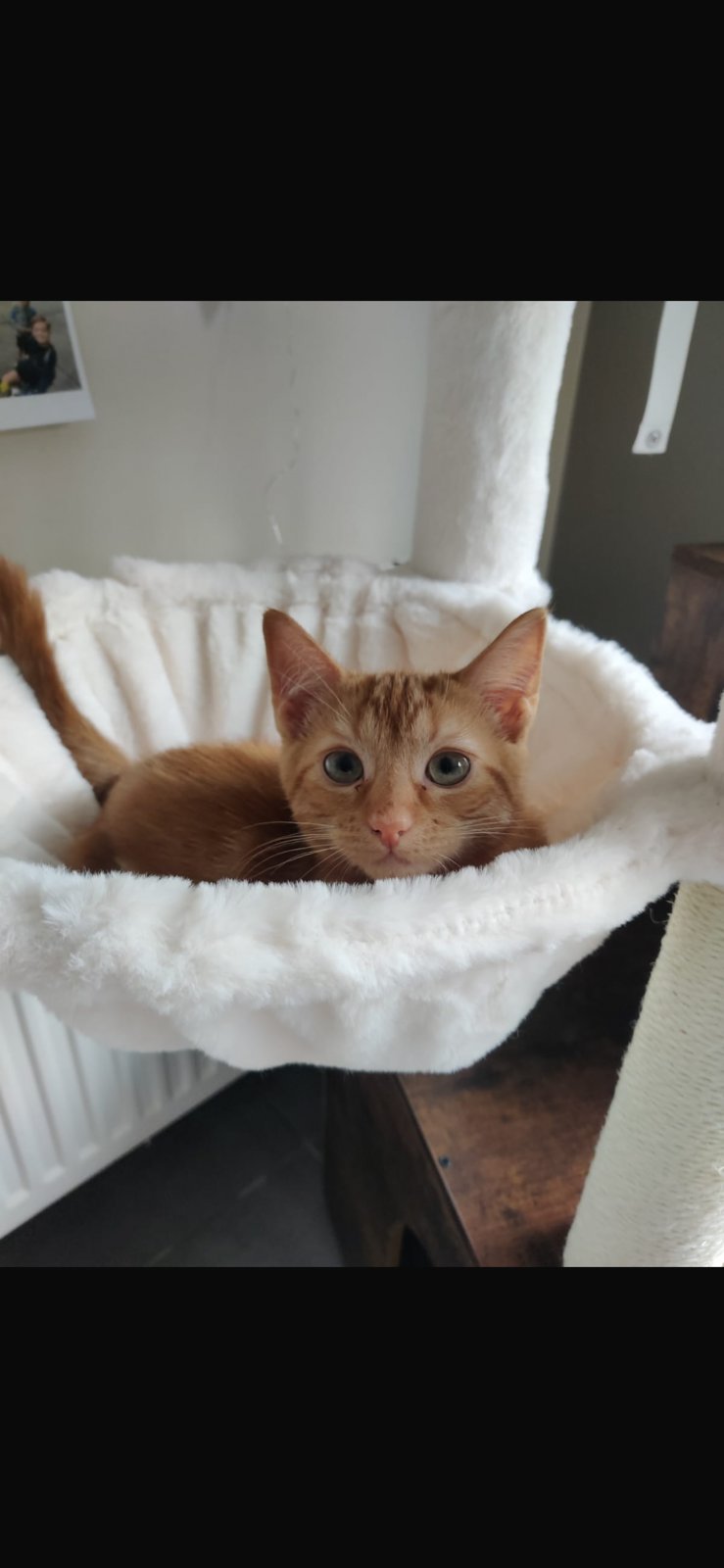 foto van kat