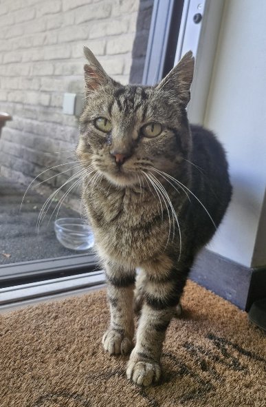 foto van kat