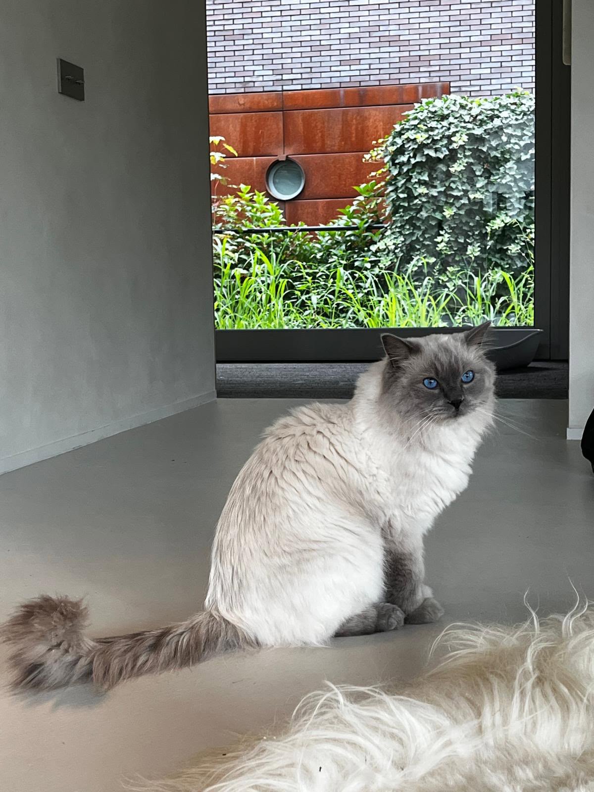 foto van kat