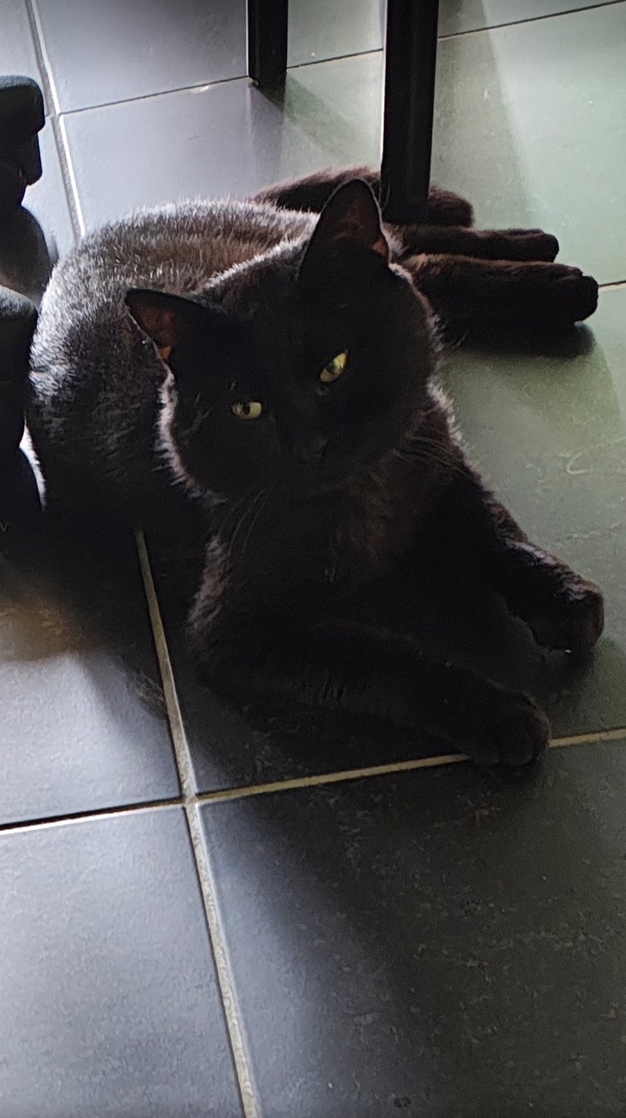 foto van kat