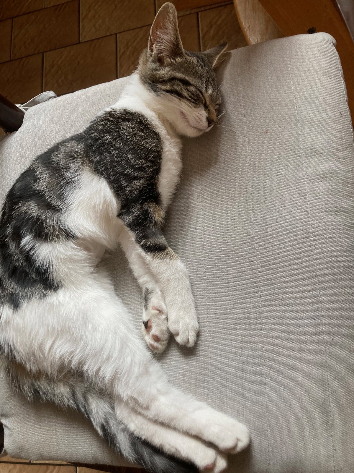 foto van kat