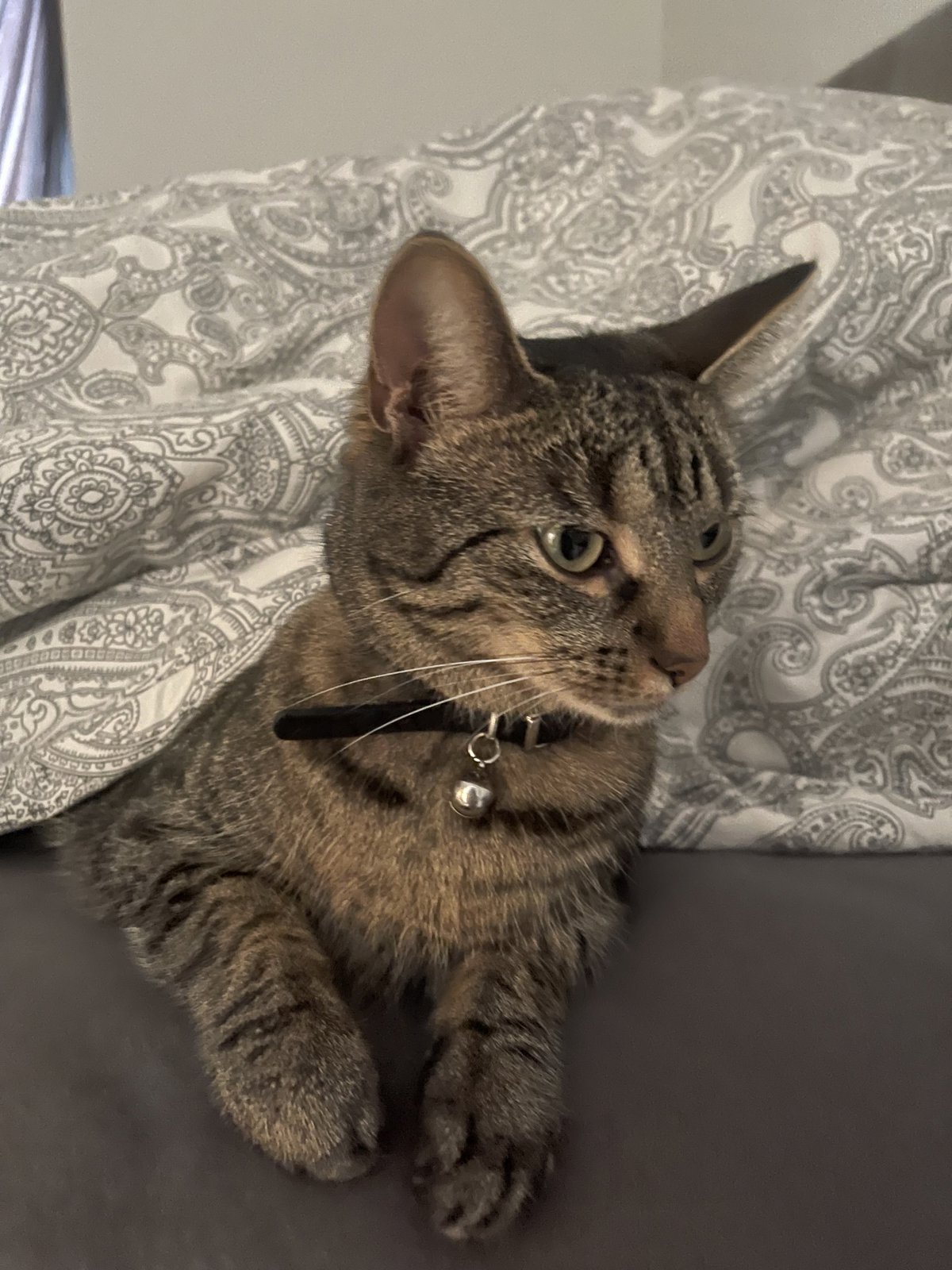 foto van kat