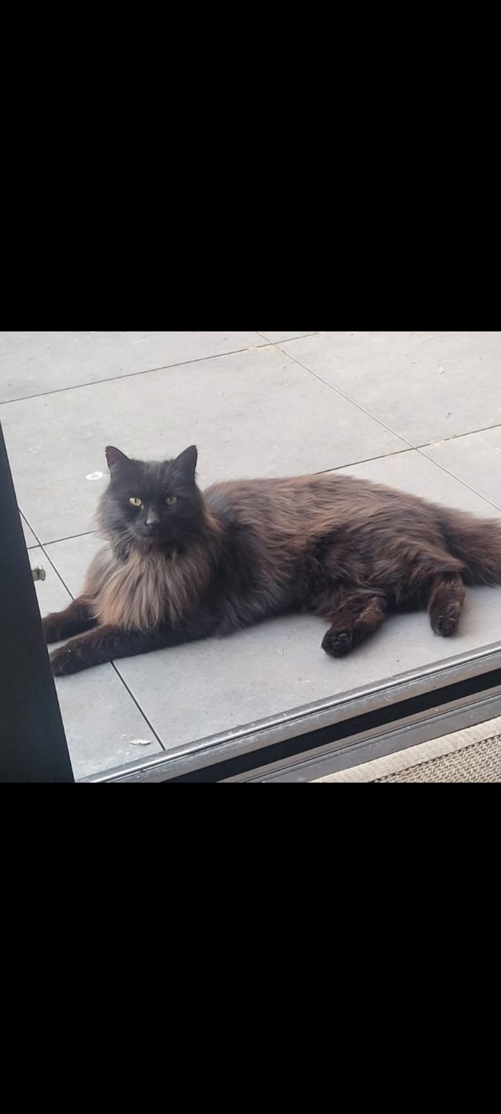 foto van kat