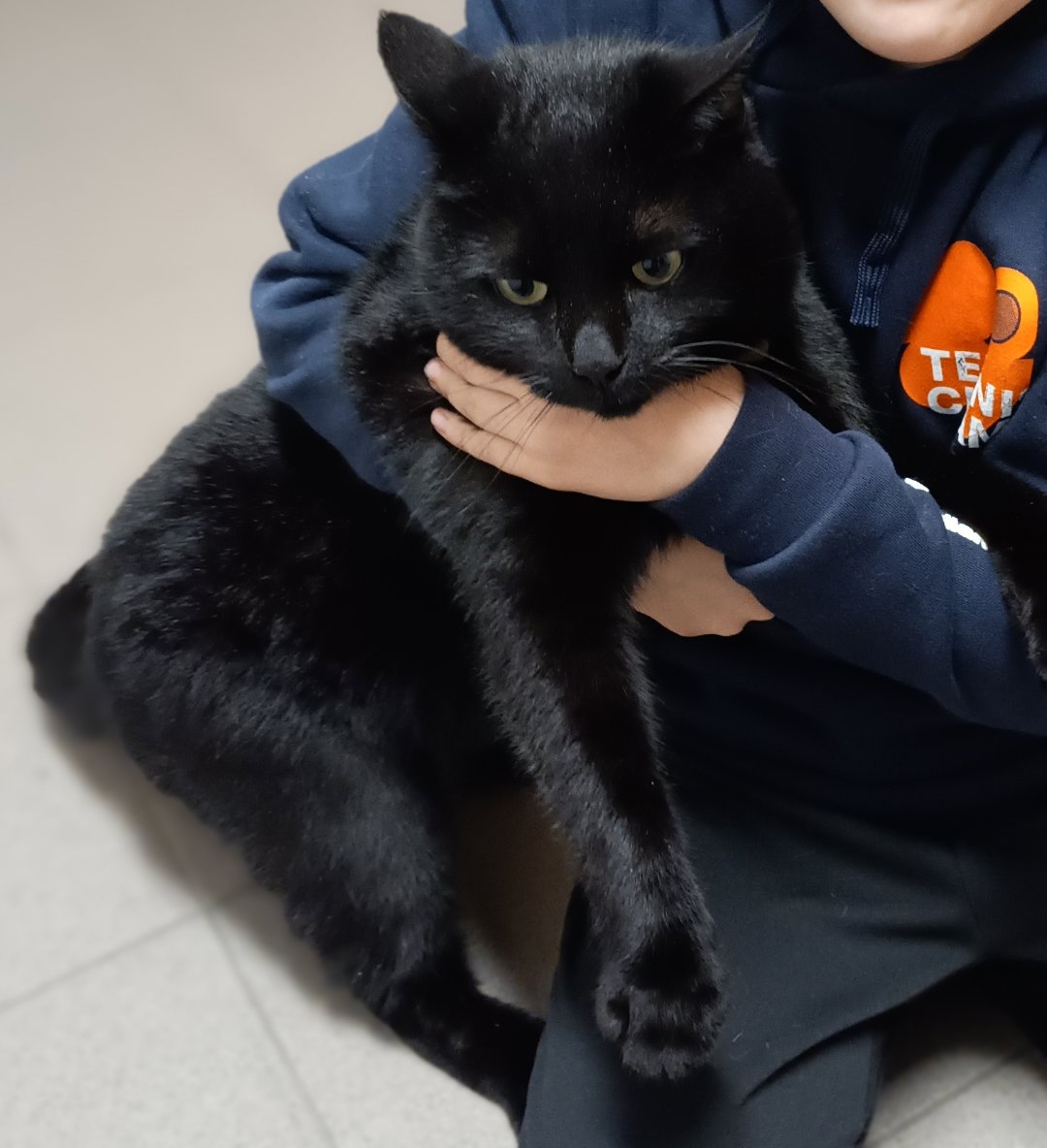 foto van kat