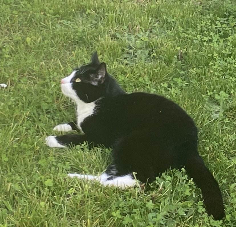 foto van kat