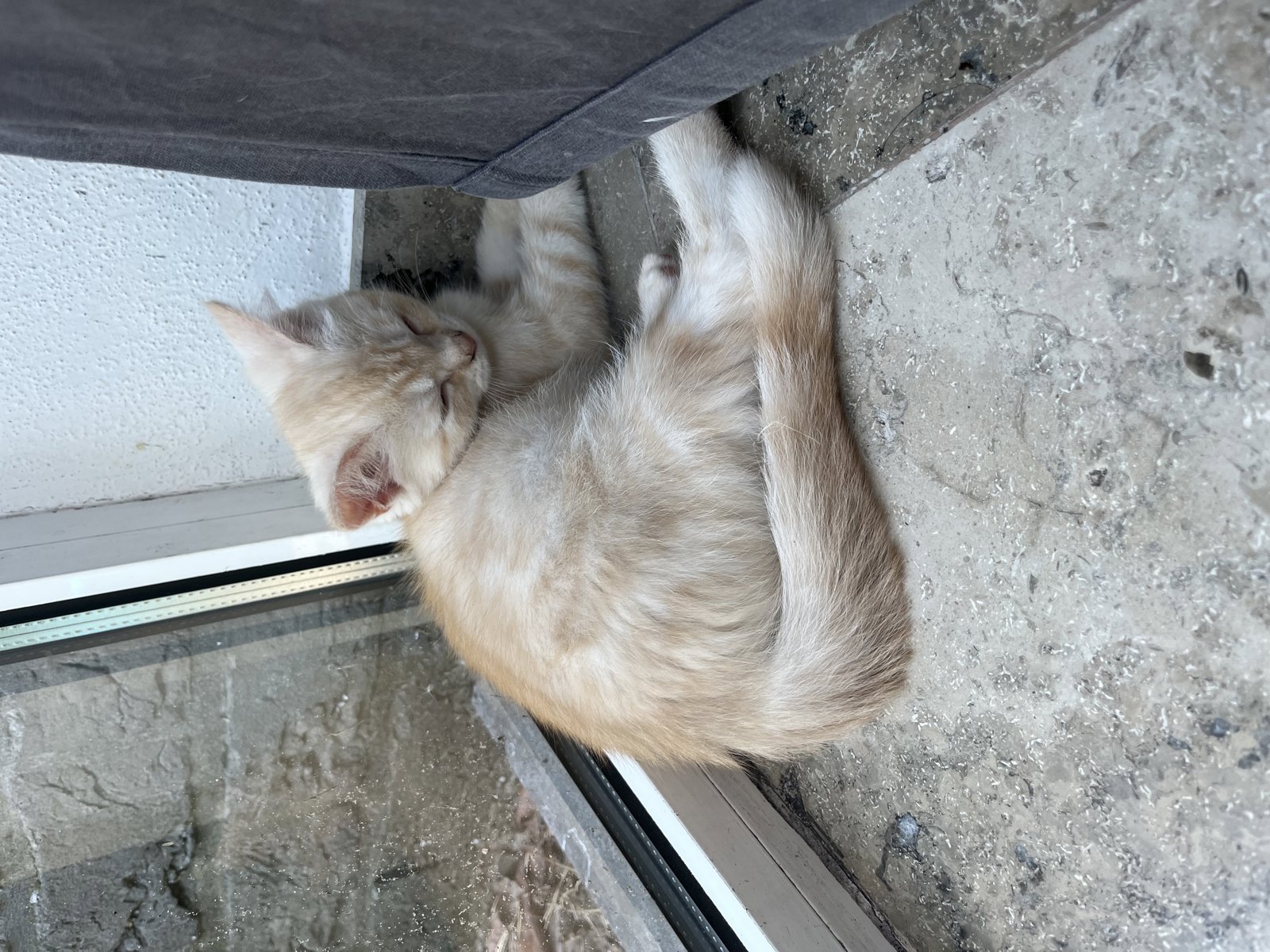 foto van kat