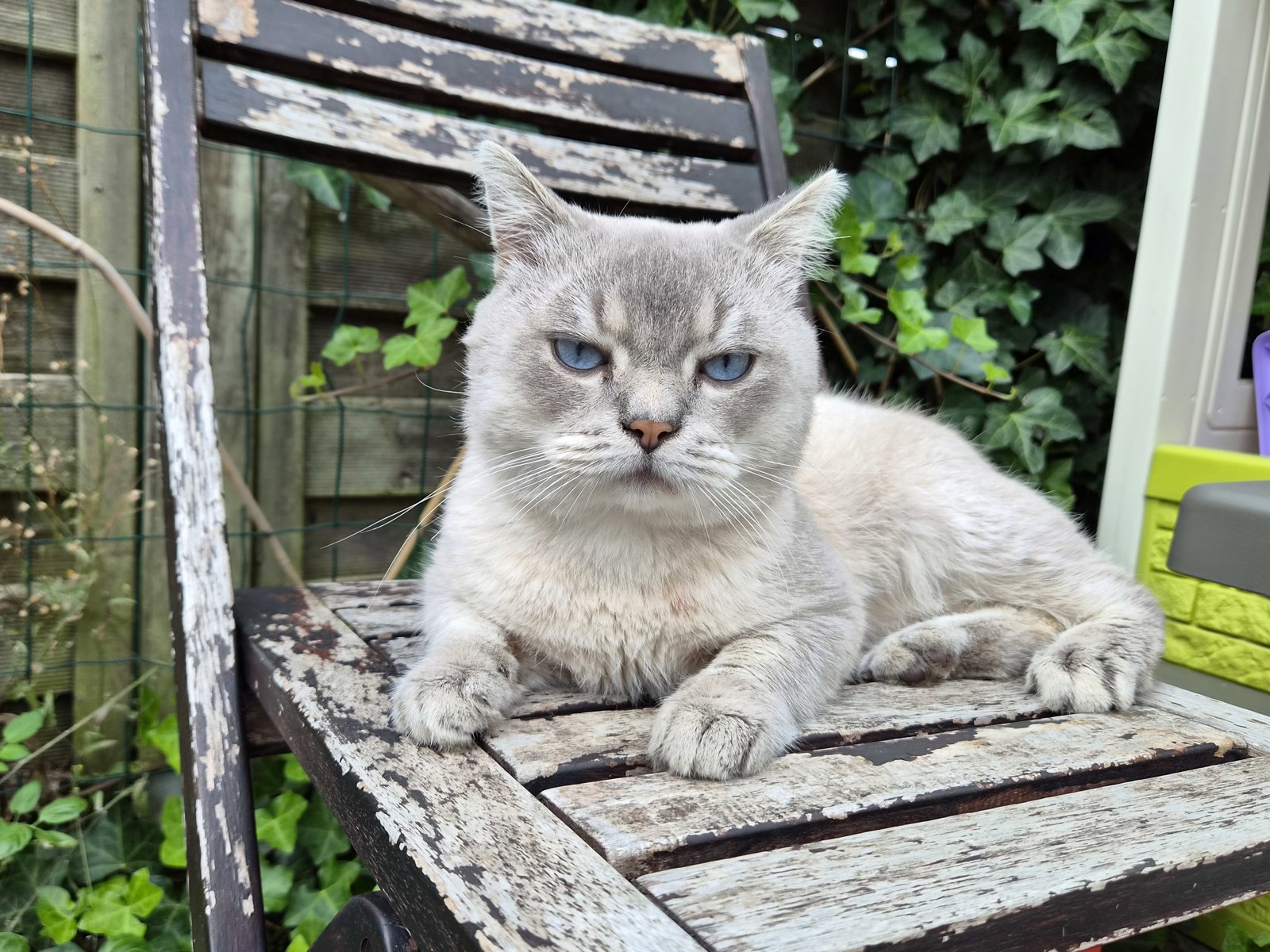 foto van kat