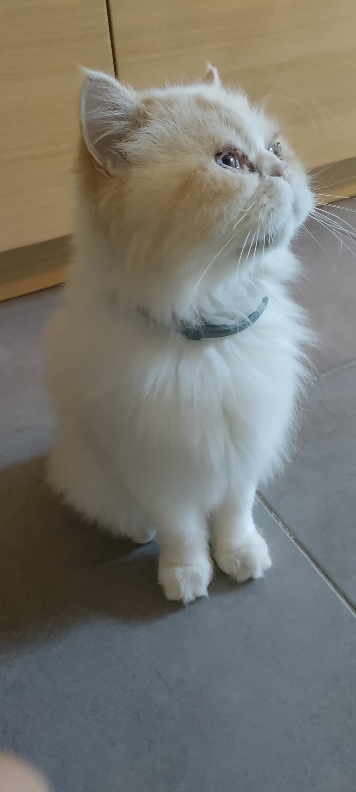 foto van kat