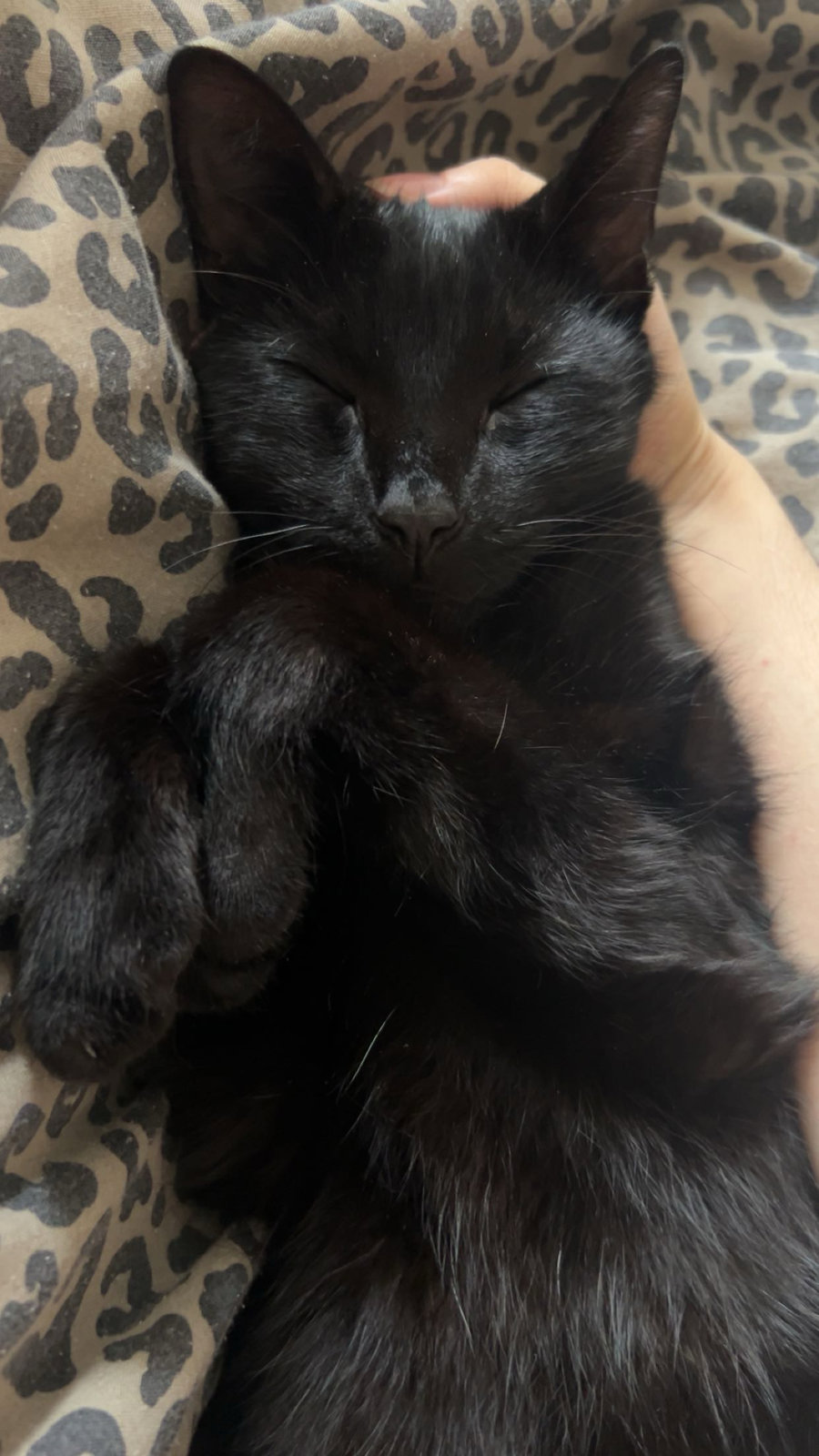foto van kat