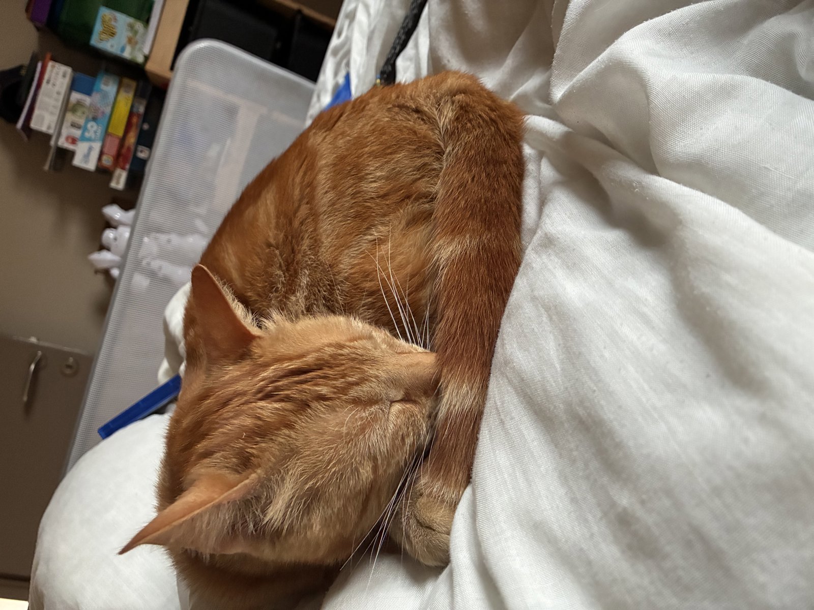 foto van kat