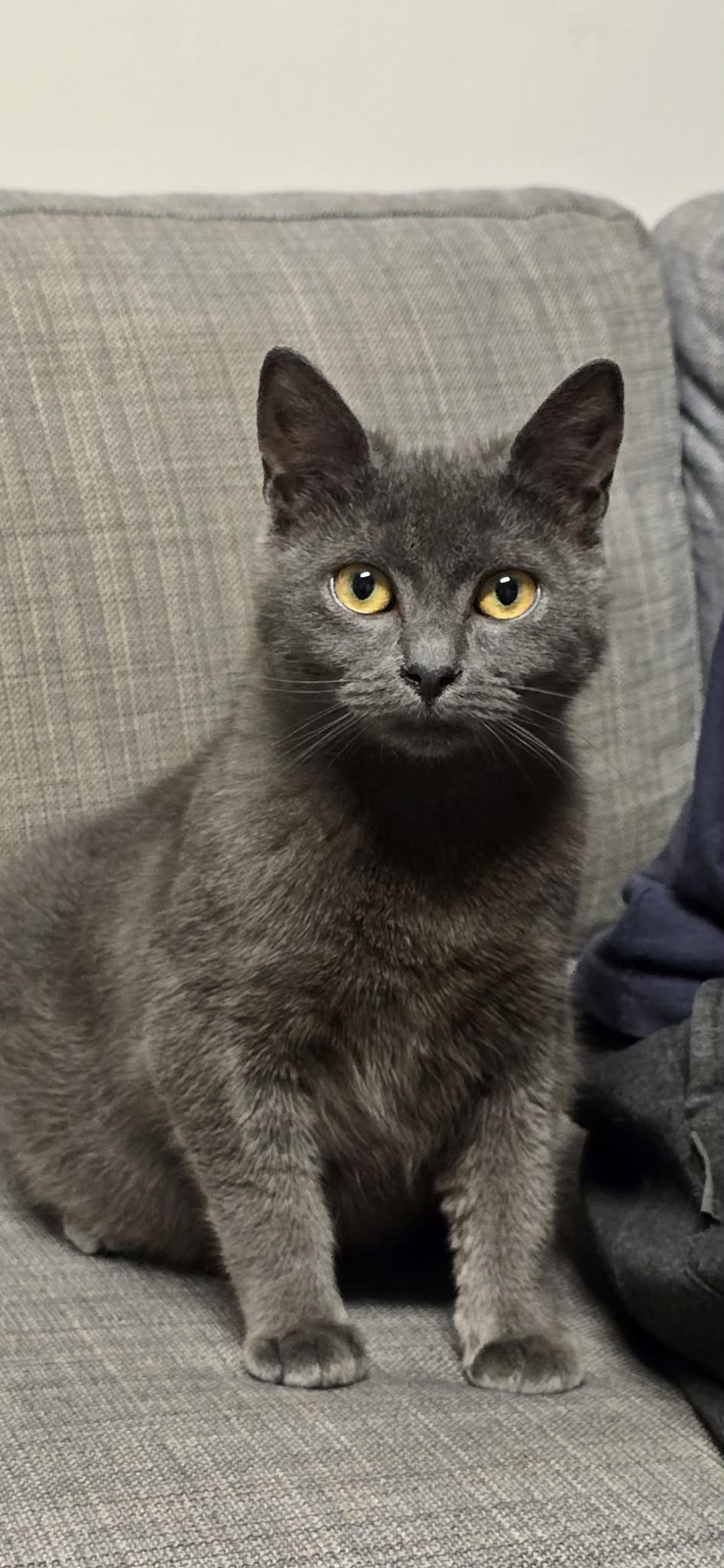 foto van kat