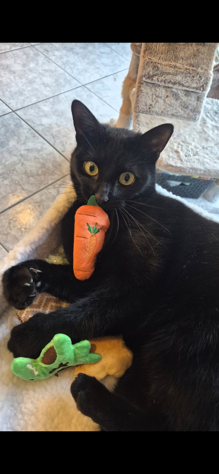 foto van kat