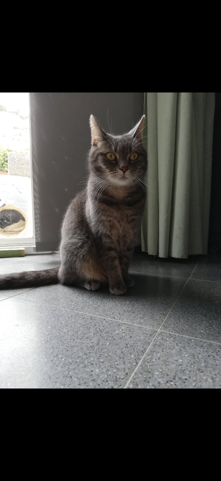 foto van kat