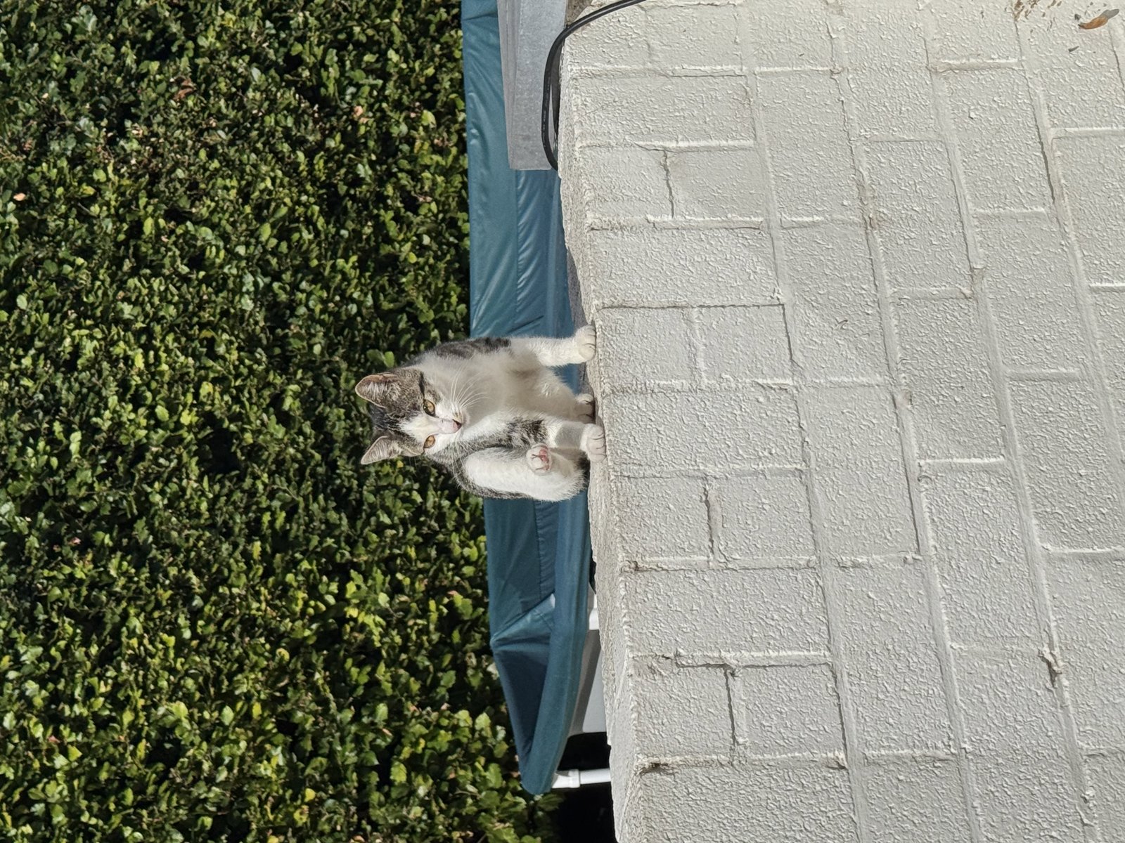 foto van kat