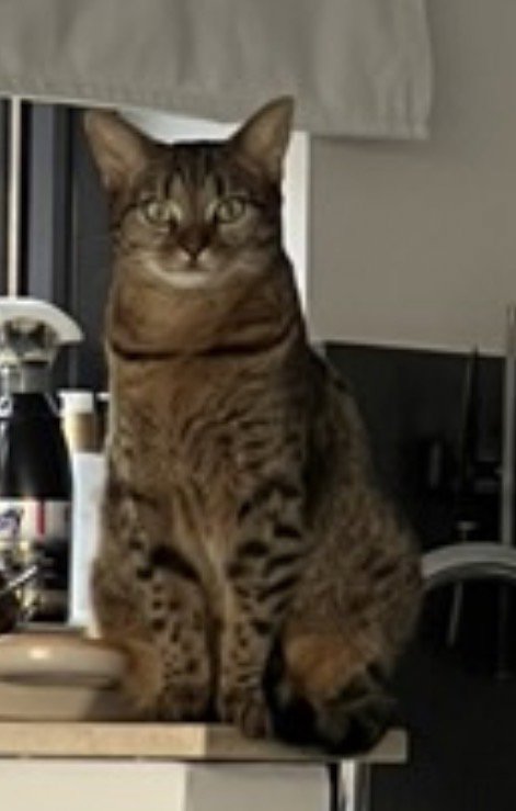 foto van kat