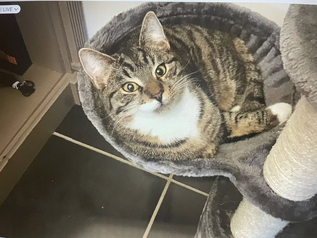 foto van kat
