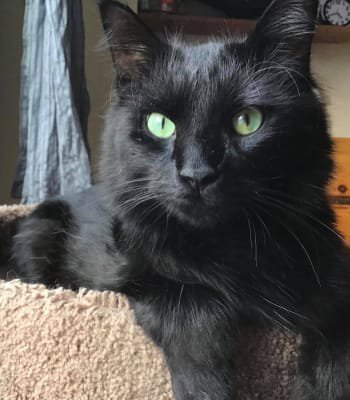 foto van kat