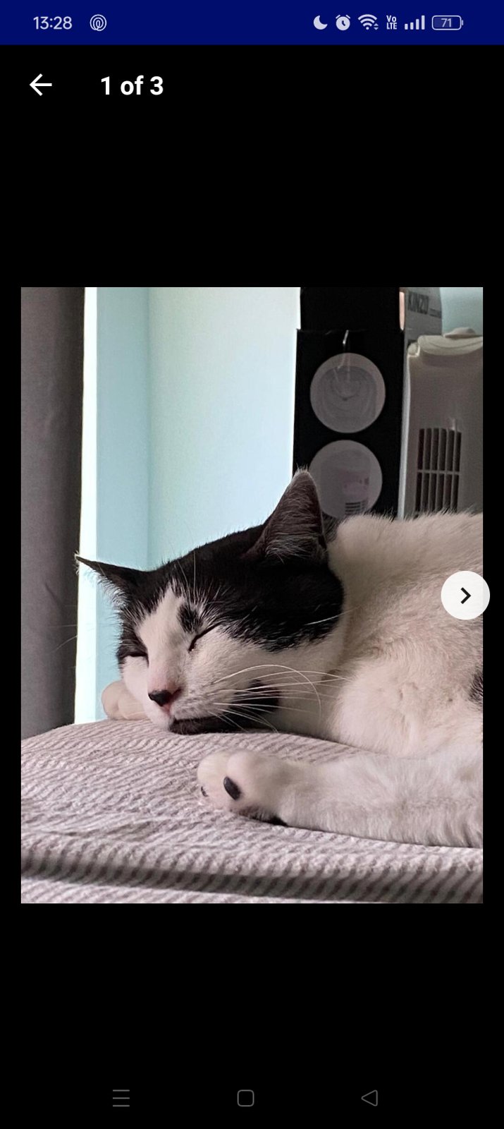 foto van kat