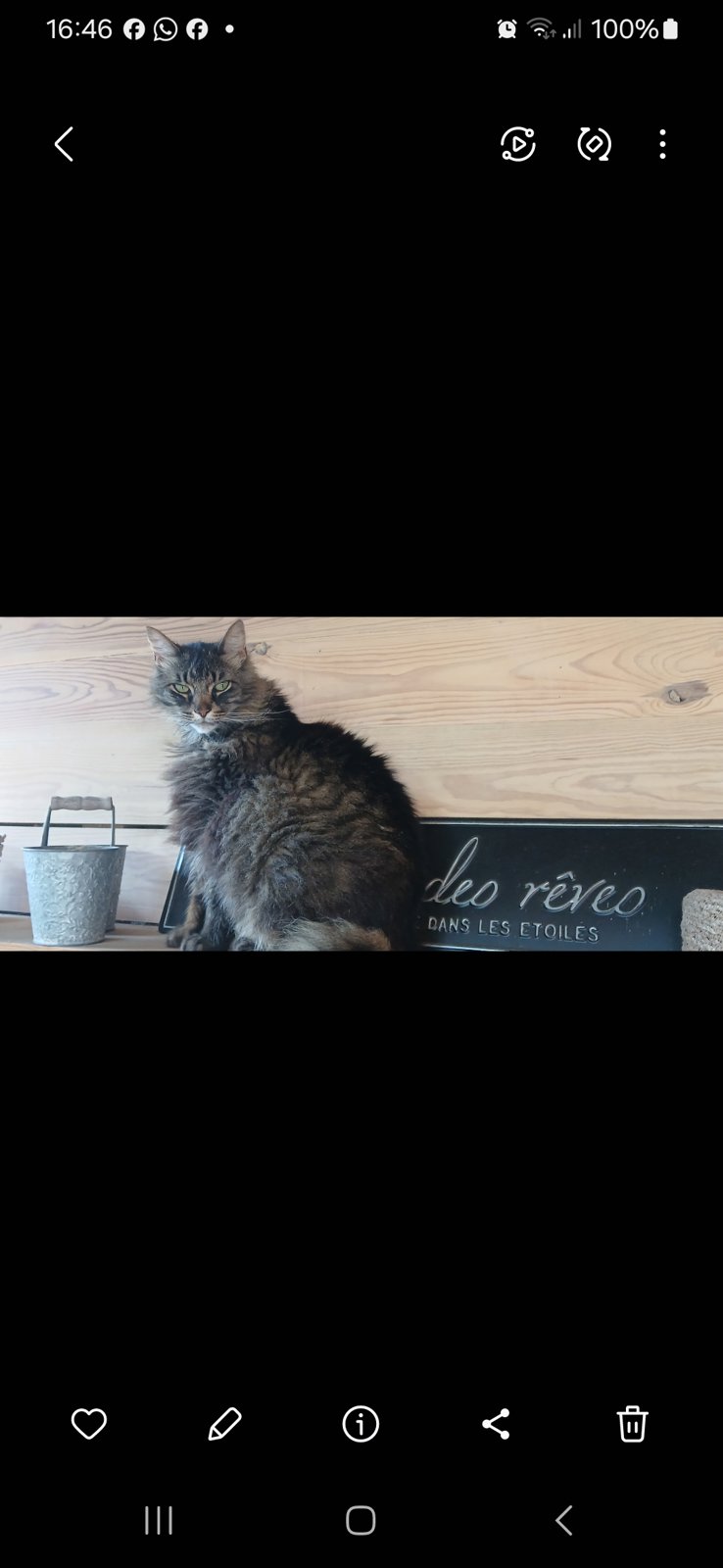foto van kat