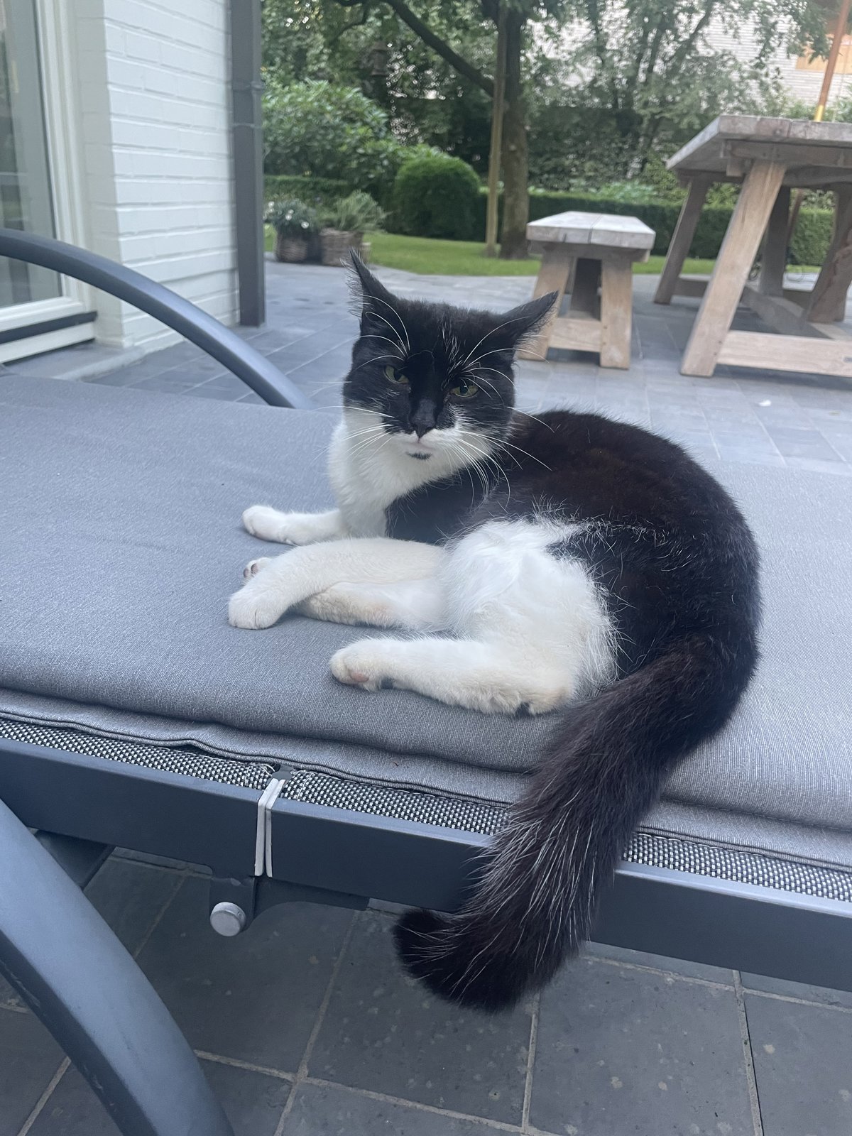 foto van kat